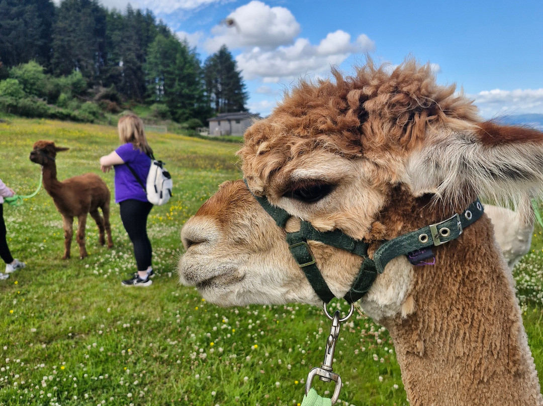Larch Green Alpacas-格拉斯哥必去景点