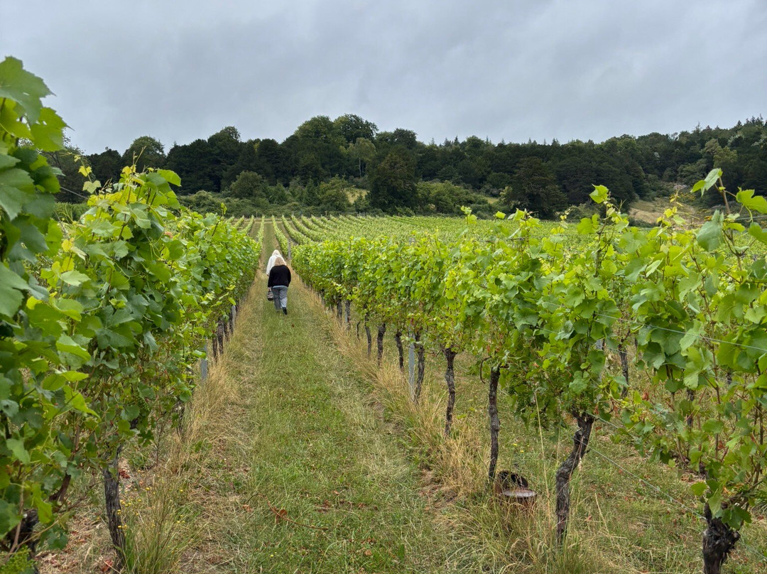 Albury Organic Vineyard-Albury必去景点