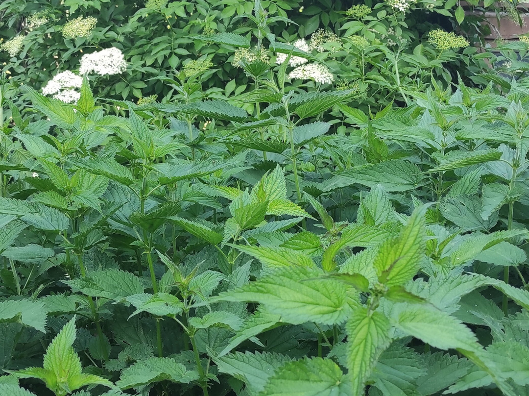Szentabrahami Organic herb garden-Avrămești必去景点
