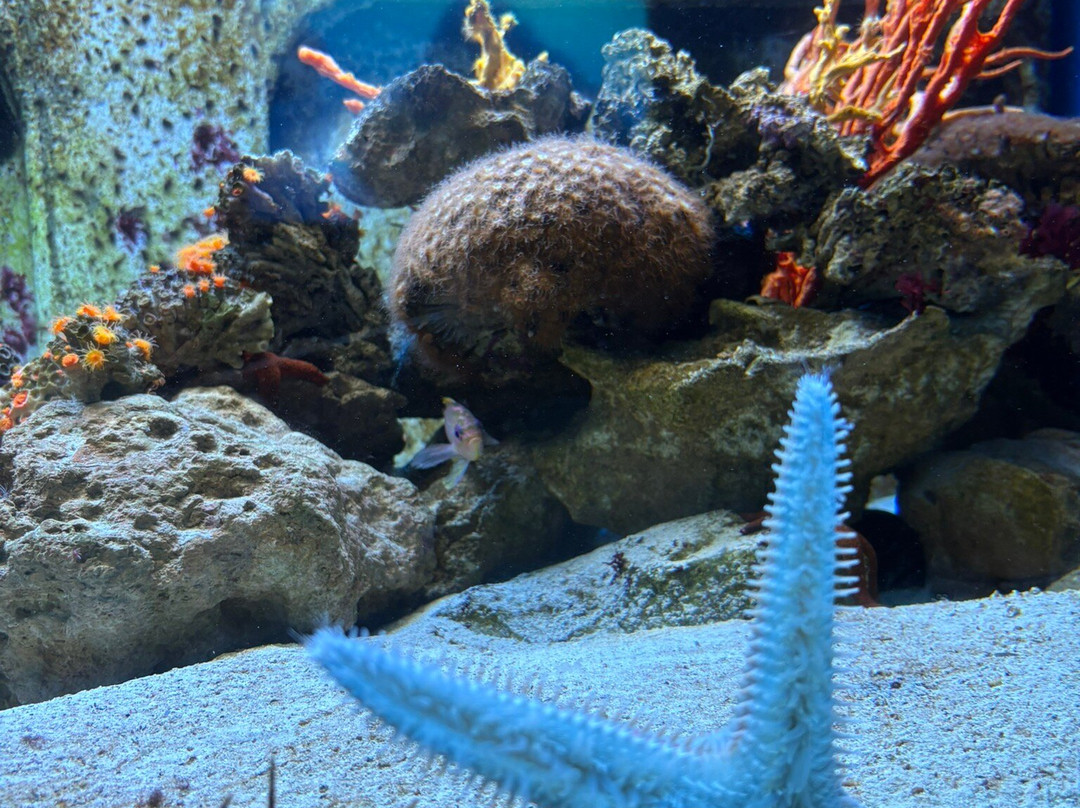 Acquario Del Salento-Santa Maria al Bagno必去景点