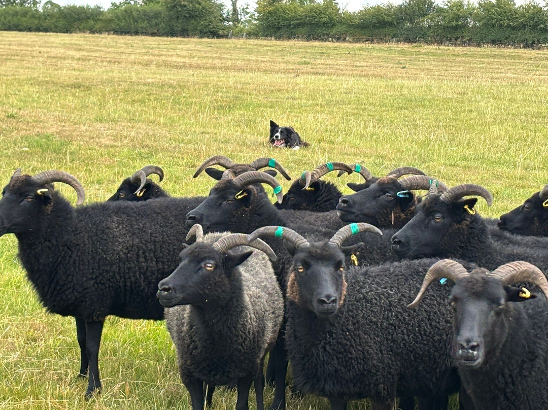 Nij Vyas Sheepdog Experience-East Norton必去景点
