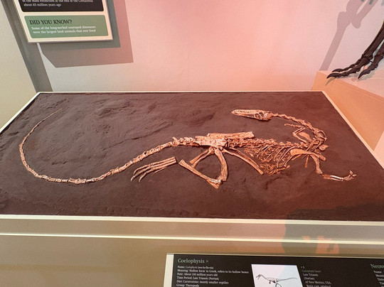 Leicester Museum & Art Gallery-莱切斯特必去景点