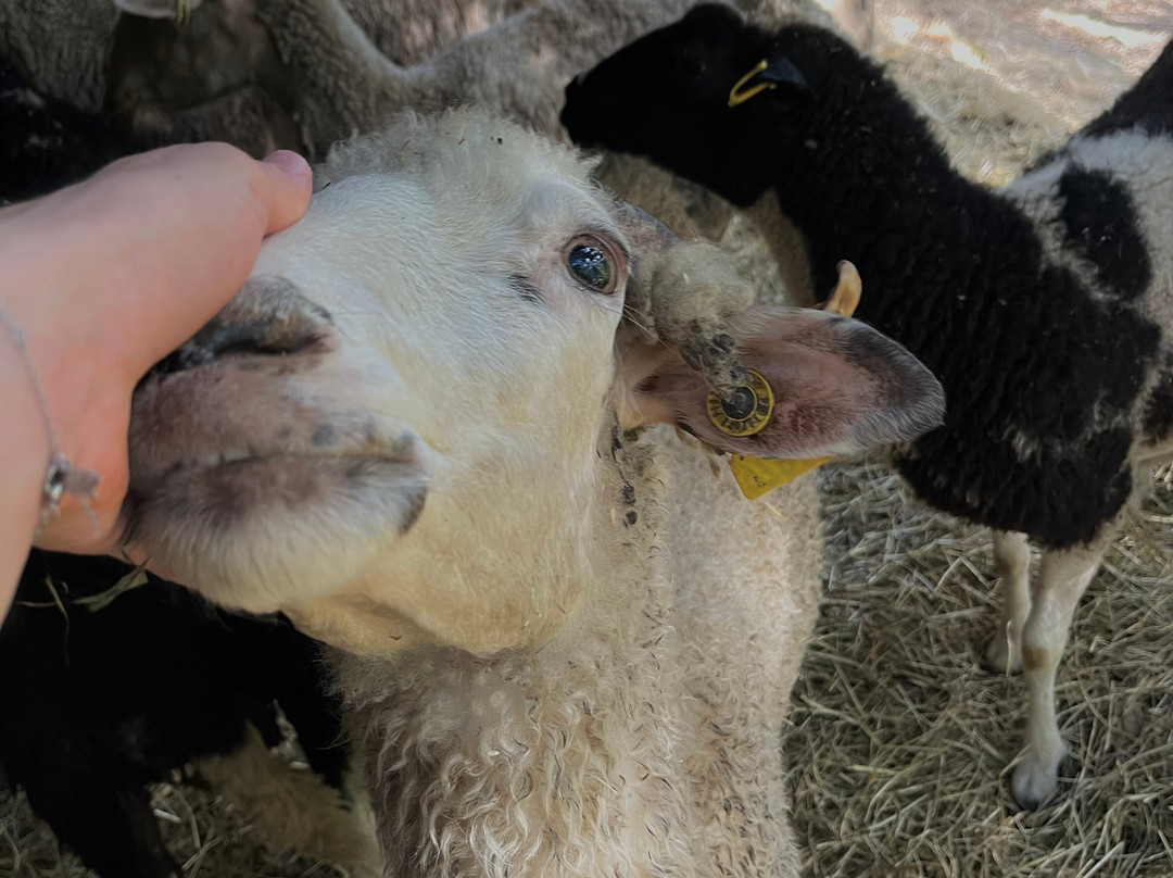 Jardin Animalier de Mialet-Mialet必去景点