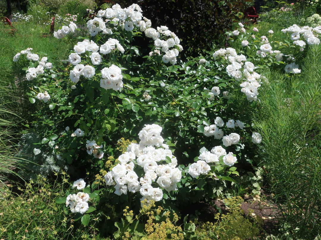 Iwamizawa Service Area Inbound-岩见泽市必去景点