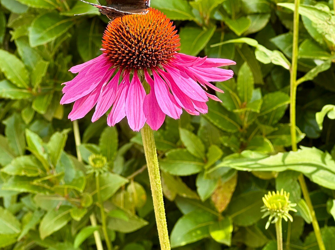 Threave Garden & Nature Reserve-Castle Douglas必去景点
