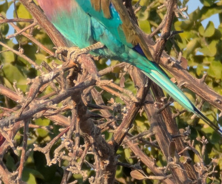 Bushtrails Tours and Safaris-温德和克必去景点