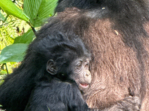 Gorilla Link Tours-坎帕拉必去景点