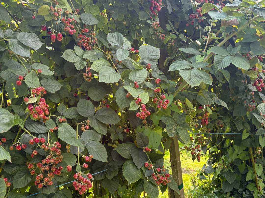 Pluktuin het Platteland-Putten必去景点