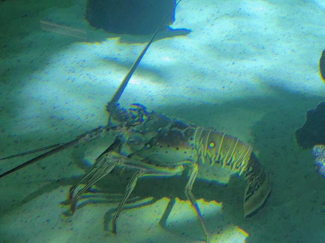 北卡罗来纳自然科学博物馆-罗利必去景点