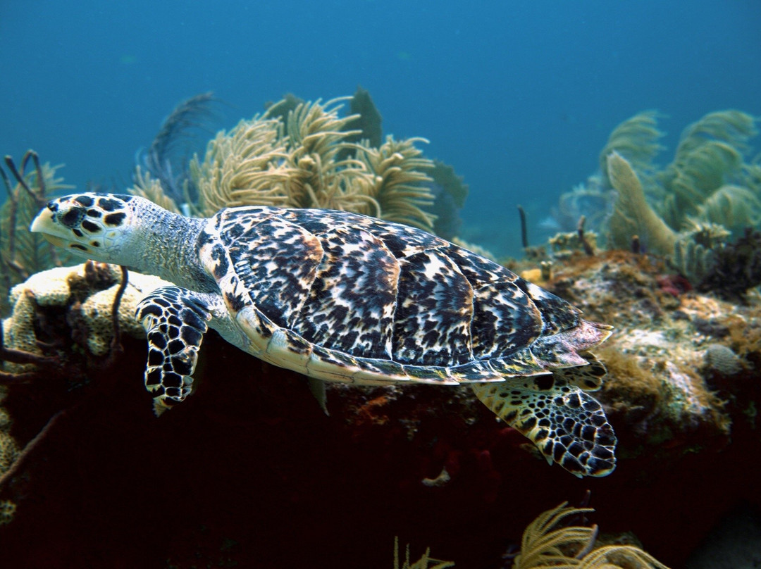 Conch Republic Divers-Tavernier必去景点