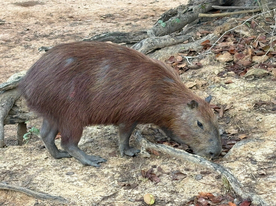 Pantanal Safaris-波科内必去景点