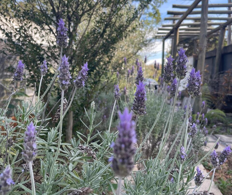 Fábrica de Orquídeas-Paty do Alferes必去景点
