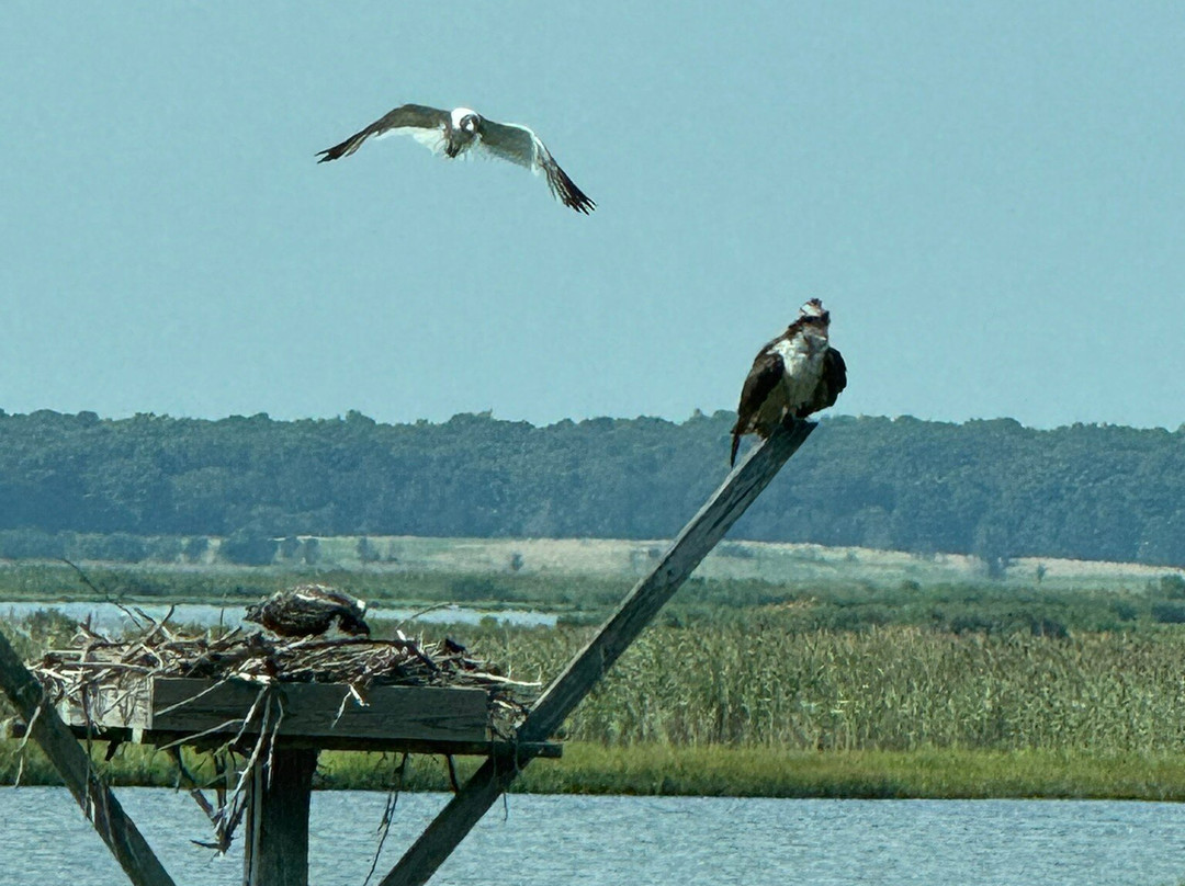 Edwin B. Forsythe National Wildlife Refuge-Oceanville必去景点