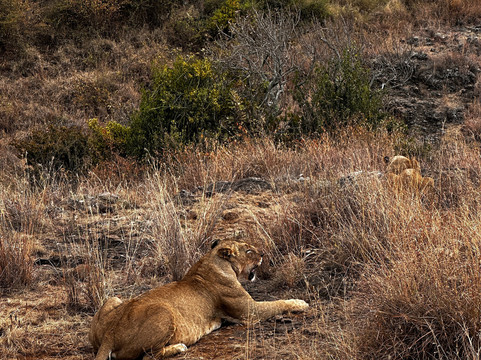 NIVLEK TOURS-内罗毕必去景点