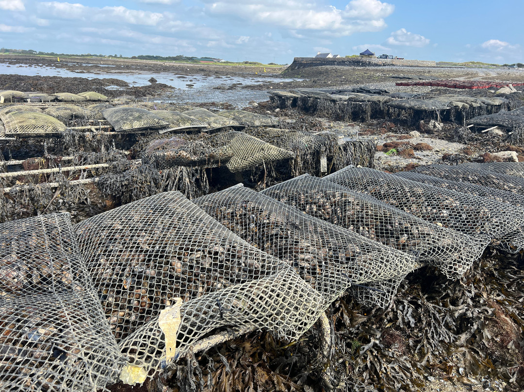 Kelly Oysters-Kilcolgan必去景点