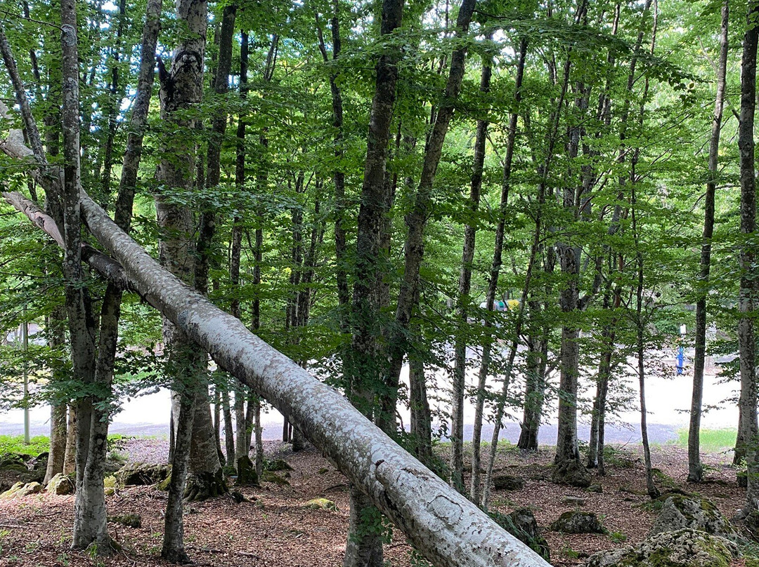 Albergo Generale Cantore主图