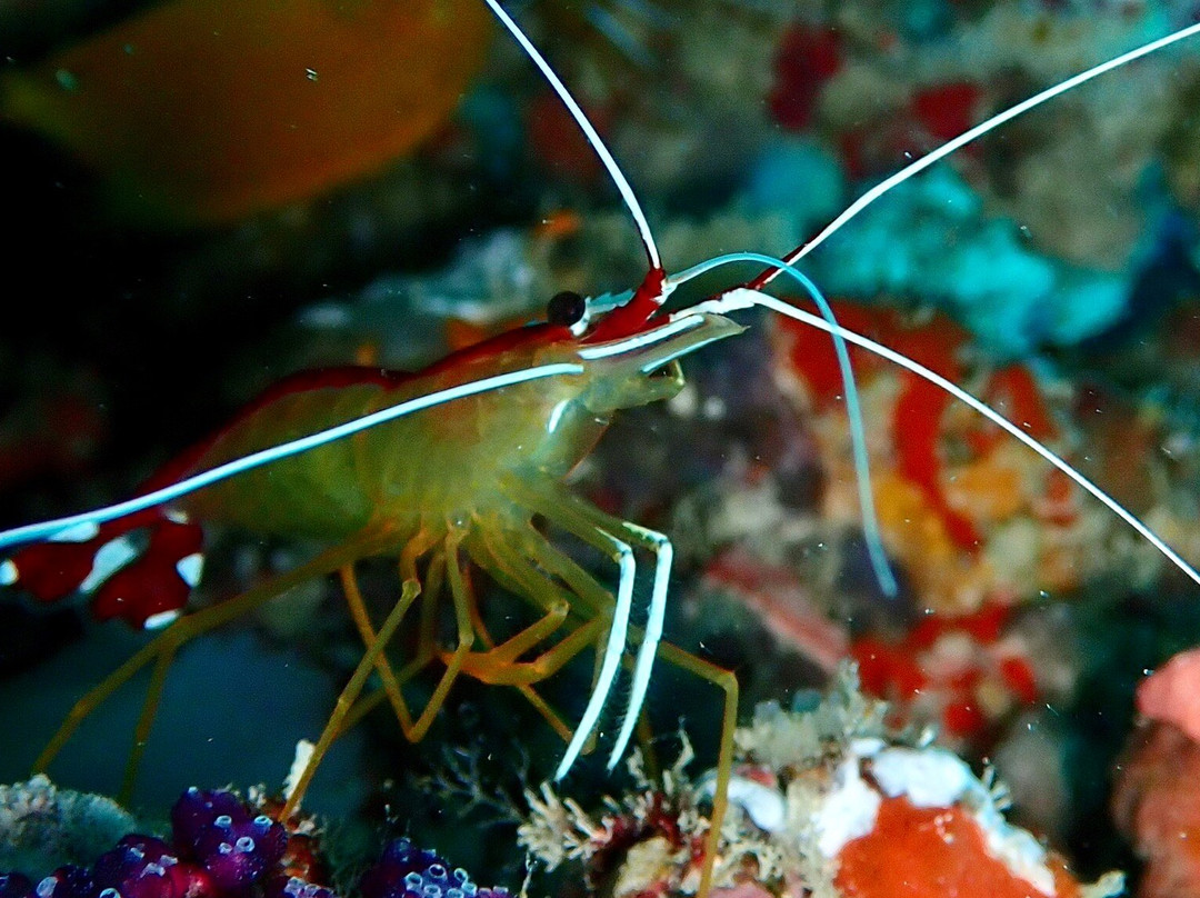 IDive Thudufushi-Thudufushi Island必去景点