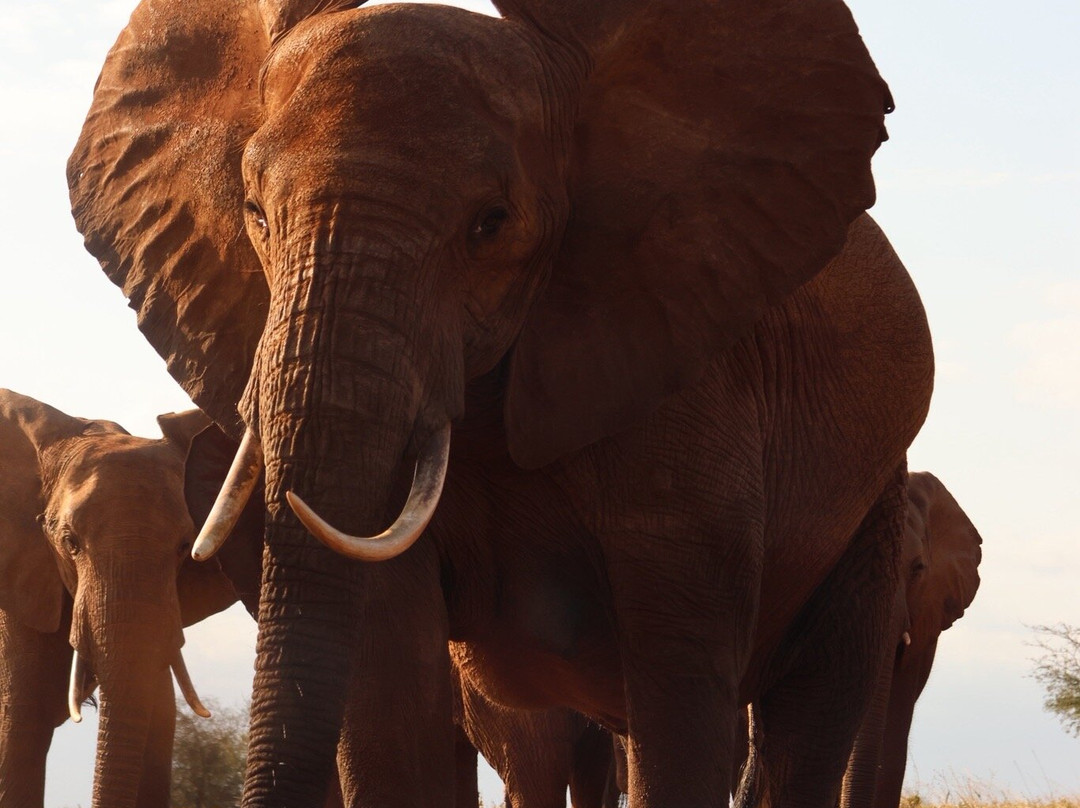 Designer Safari-内罗毕必去景点