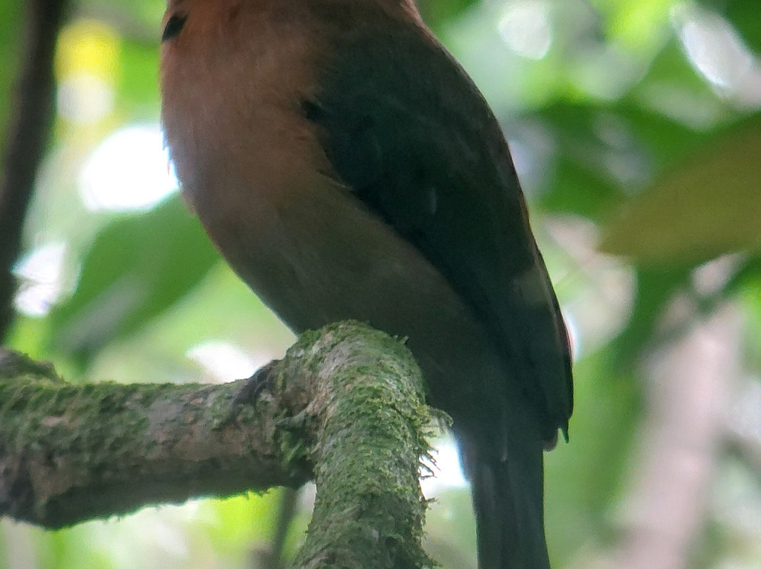 Corcovado Guia CR-希门尼斯港必去景点