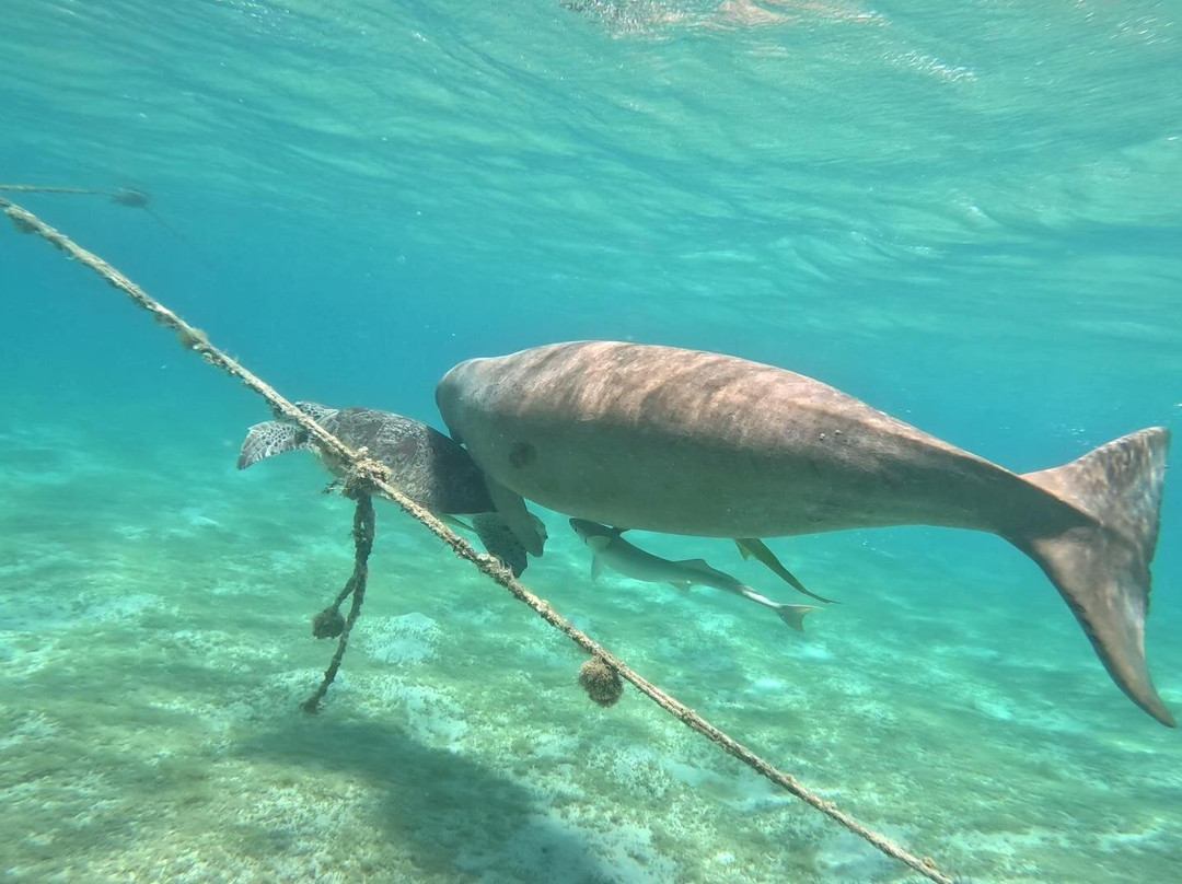 Marsa Mubarak-马萨阿拉姆必去景点