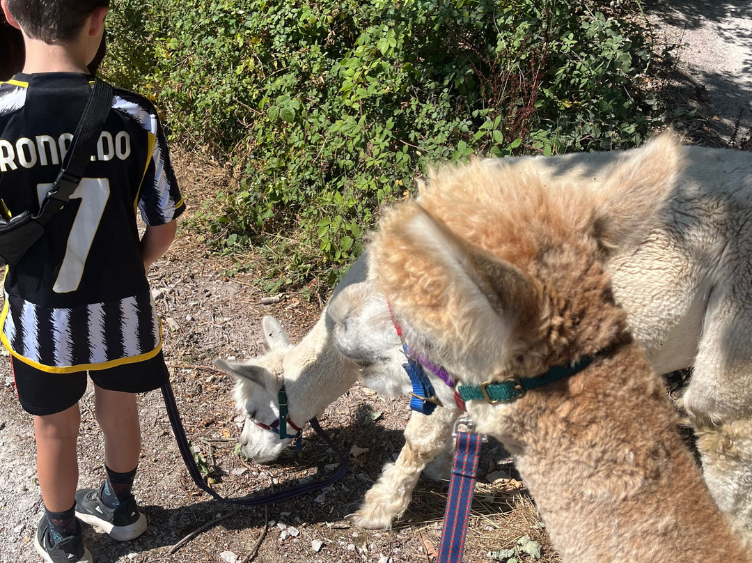 Colomendy Alpaca Farm-诺特霍普厅必去景点