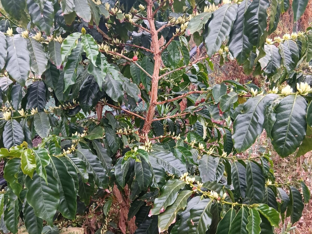 Finca los Castaños-Agaete必去景点