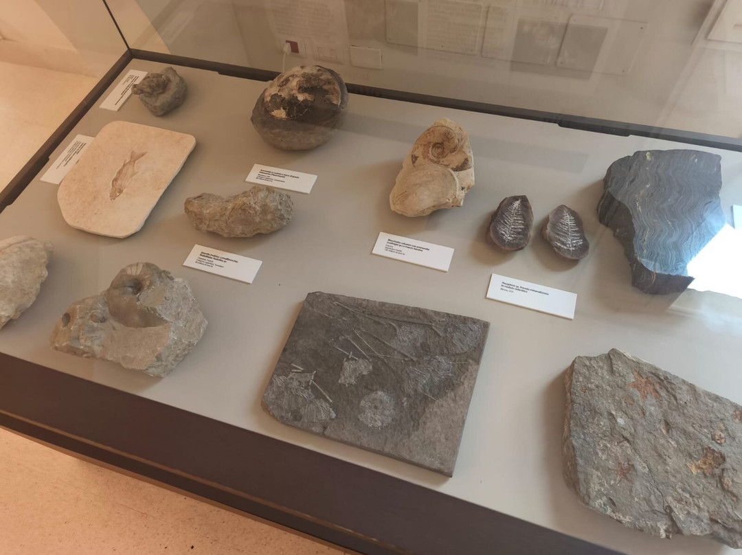 Museo Nazionale Archeologico di Altamura-阿尔塔穆拉必去景点