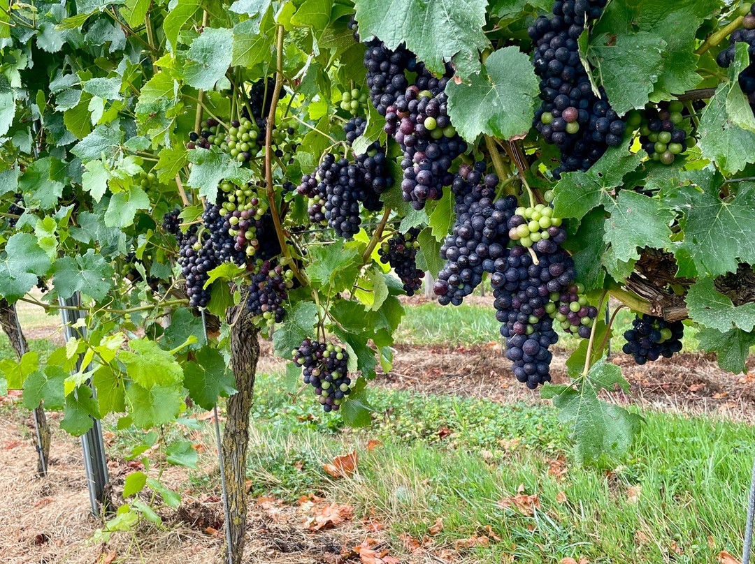 Langham Wine Estate Vineyard-多切斯特必去景点