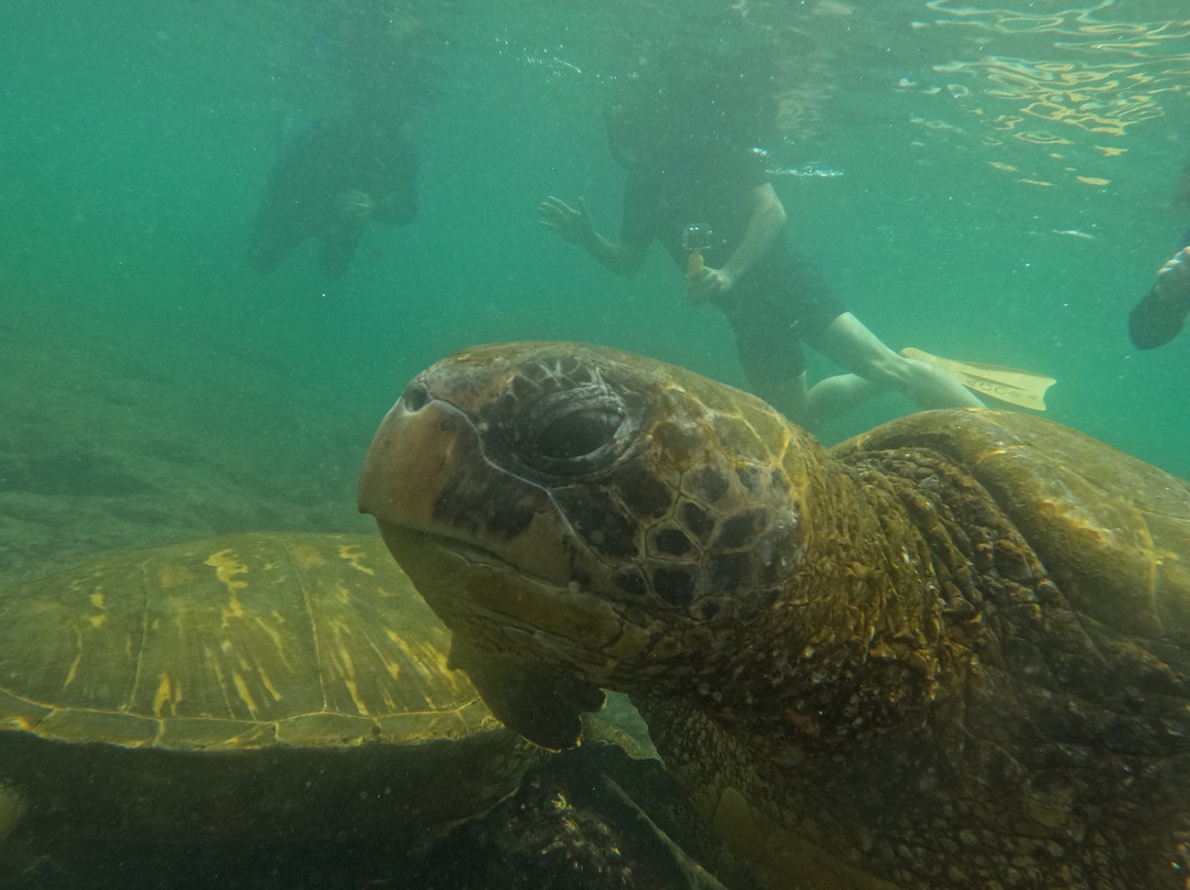 Las Tintoreras-维里亚米尔港必去景点