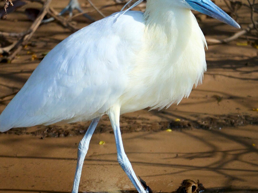 Pantanal Jaguar Safaris-Chapada dos Guimaraes必去景点