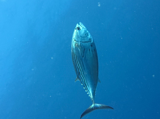 Xoc Baja Tours-拉巴斯必去景点