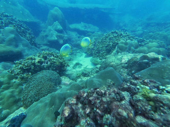 Hikkadivers 5* dive center in hikkaduwa-希克杜沃必去景点