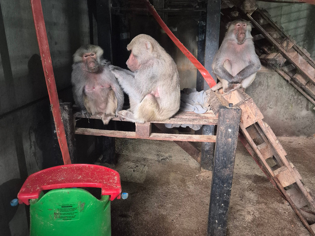 Wales Ape and Monkey Sanctuary-Abercraf必去景点