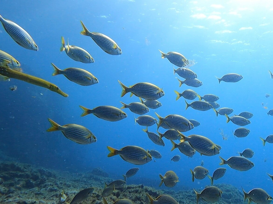 Deep Fin-拉斯加勒塔斯必去景点