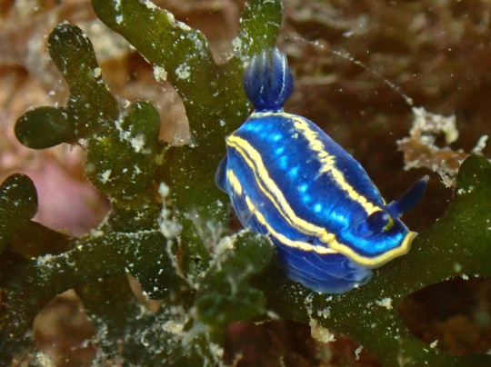 Divespot Portugal-阿玛考德佩拉必去景点