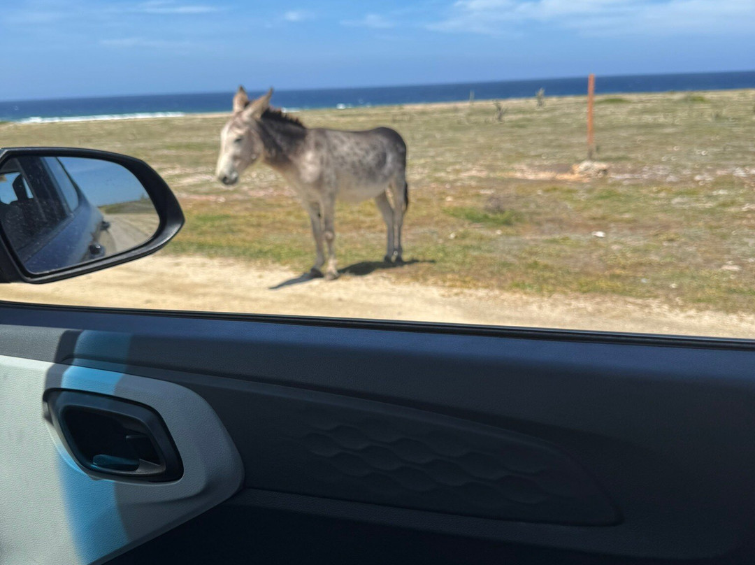 阿鲁巴巴拉特拉公园酒店主图