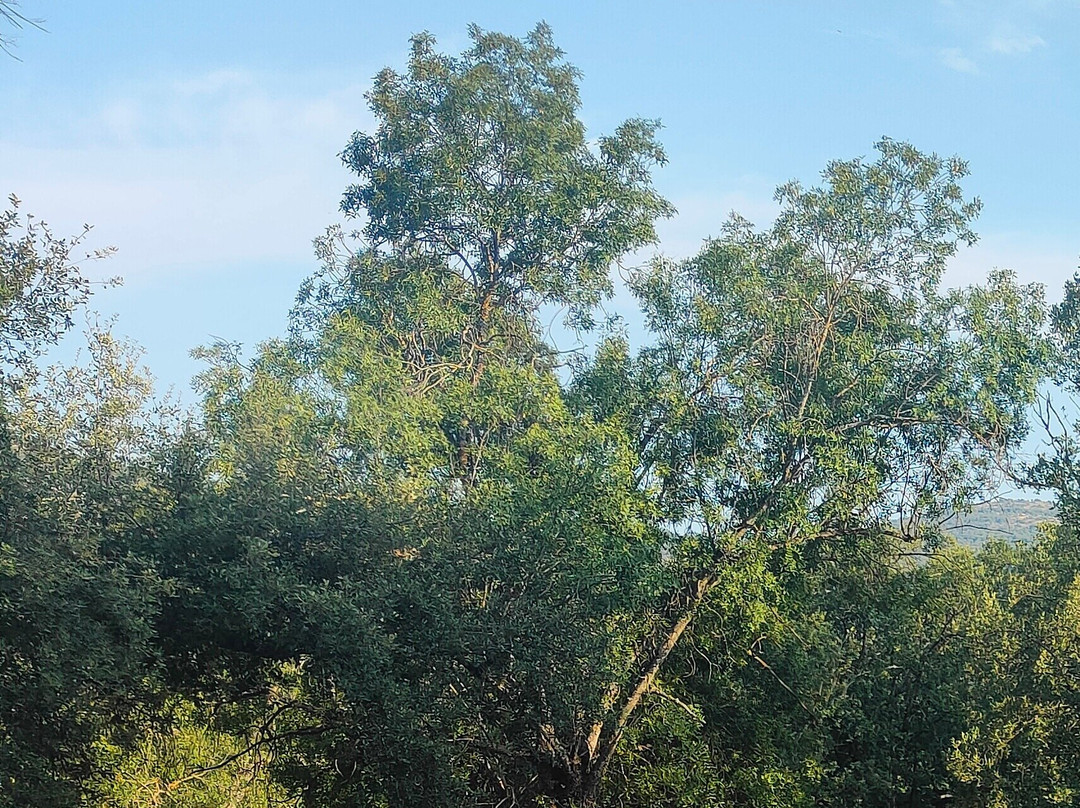 Sendero de la Imaginación "Las Viñas"