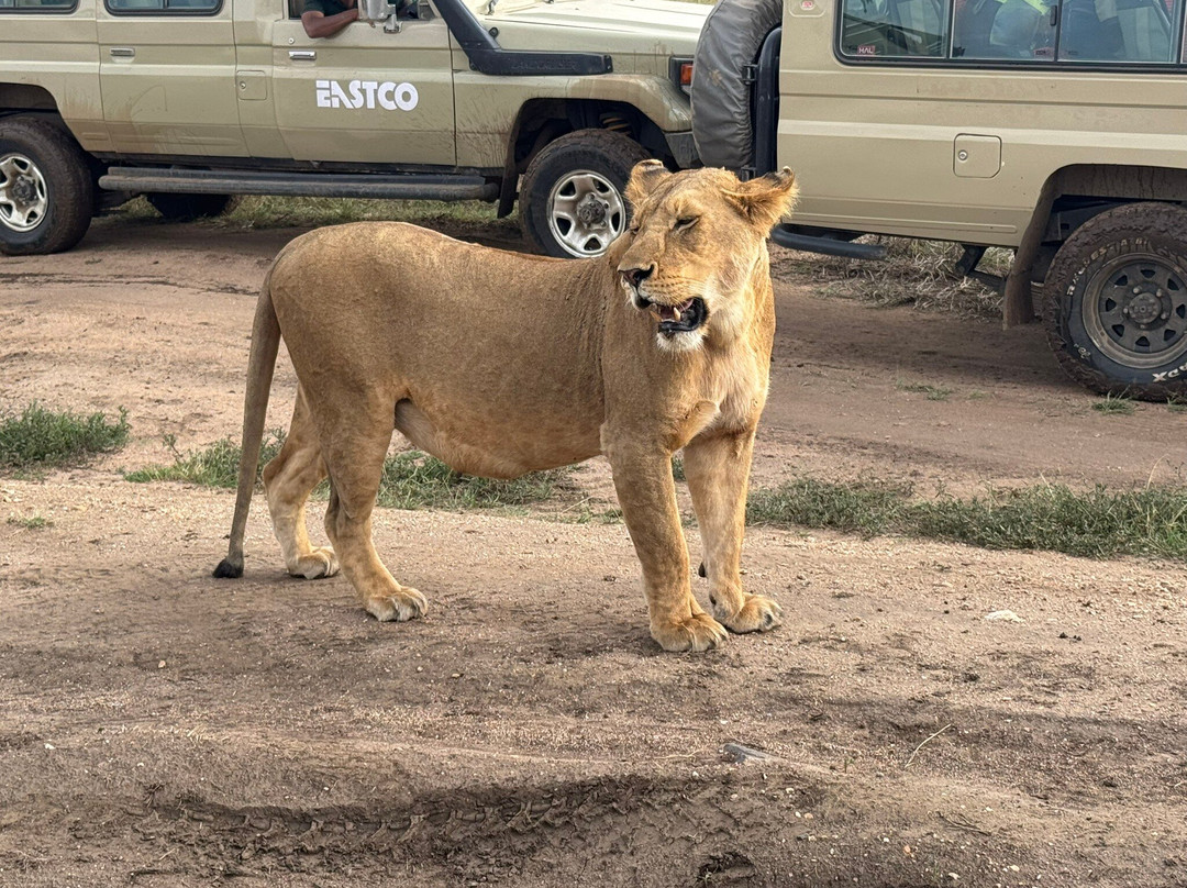 Serengeti National Park-Ikoma必去景点