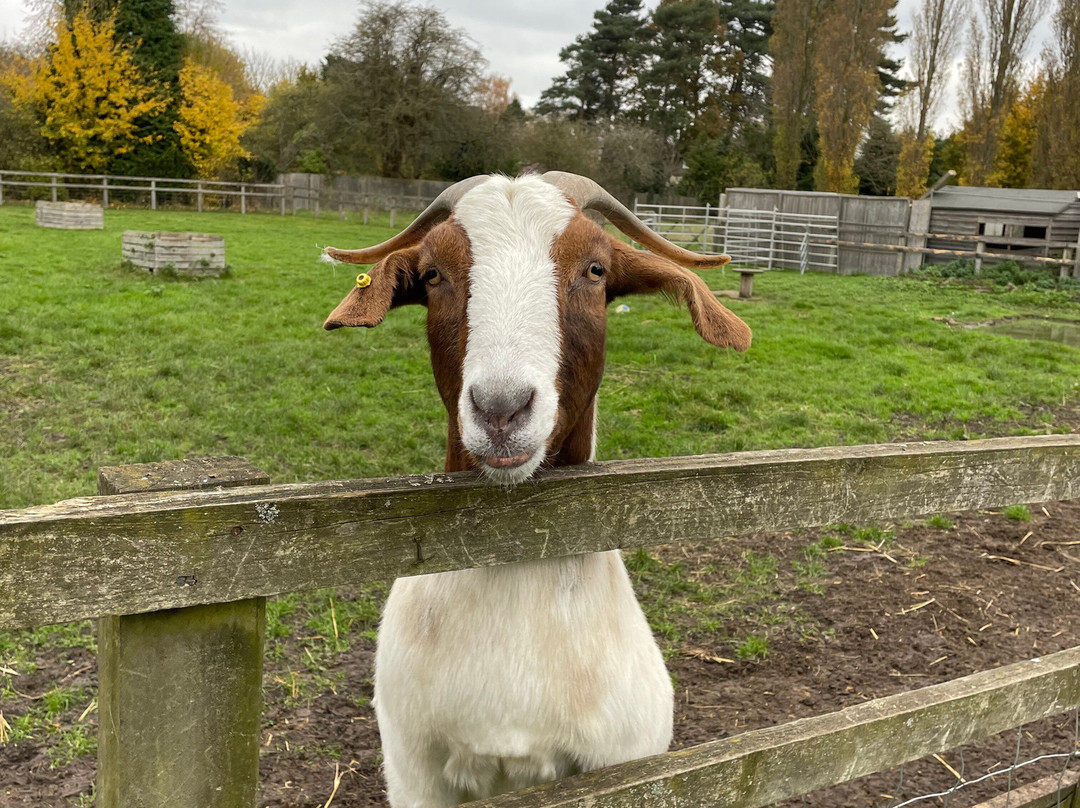 The Bucks Goat Centre-艾尔斯伯里必去景点