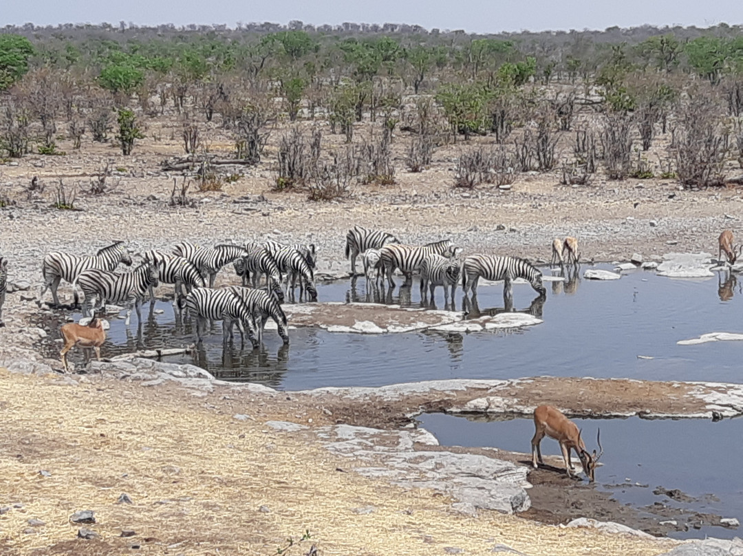 Etosha National Park-Okaukuejo必去景点