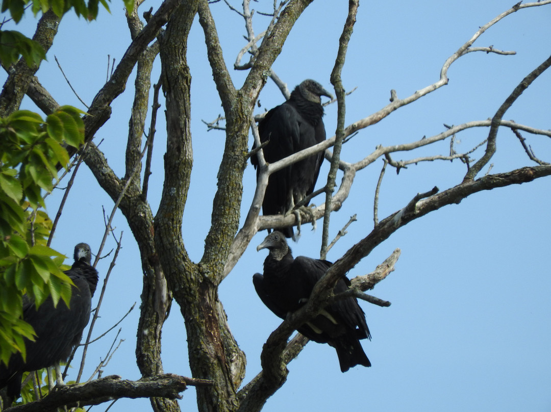Crab Orchard National Wildlife Refuge-Marion必去景点