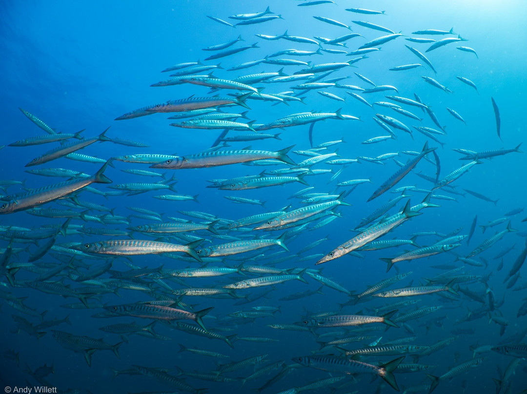 Balkysub-Cabo de Palos必去景点