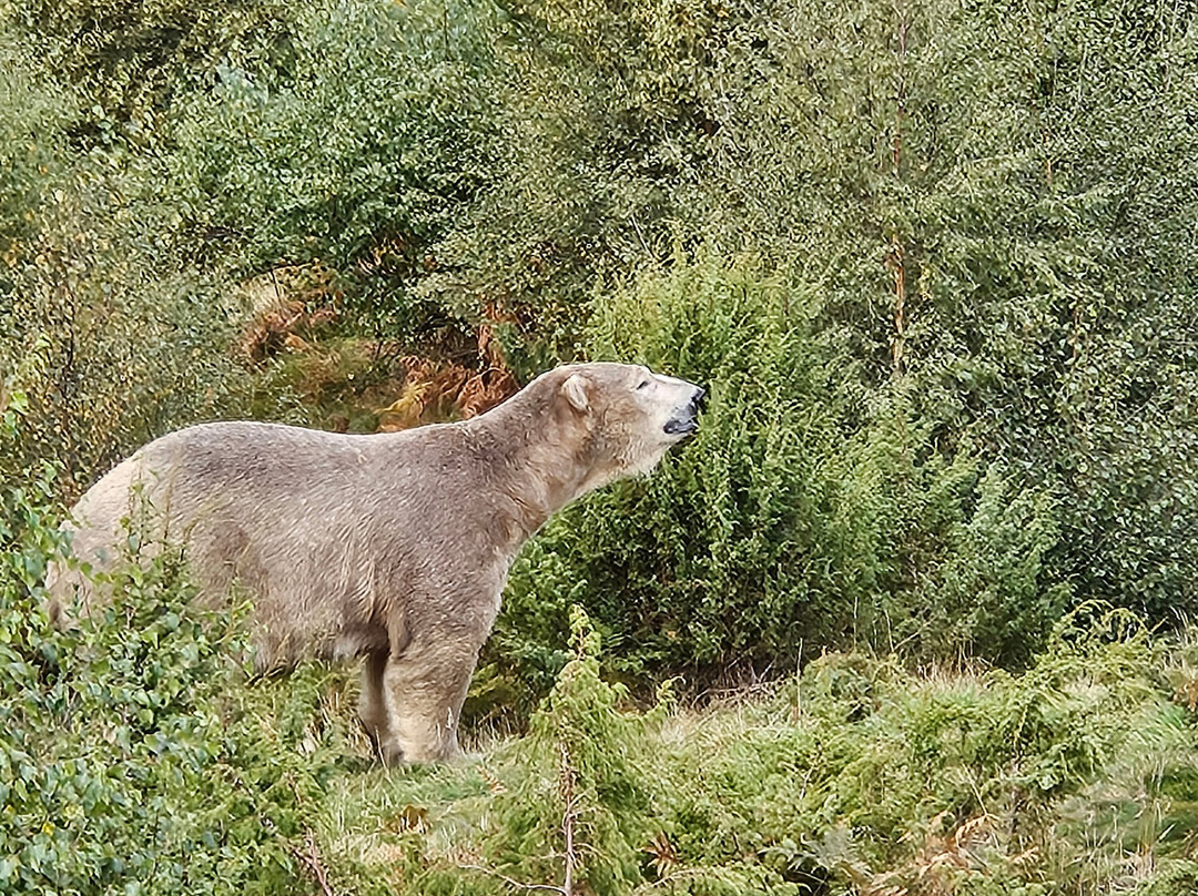 Highland Wildlife Park-Kincraig必去景点