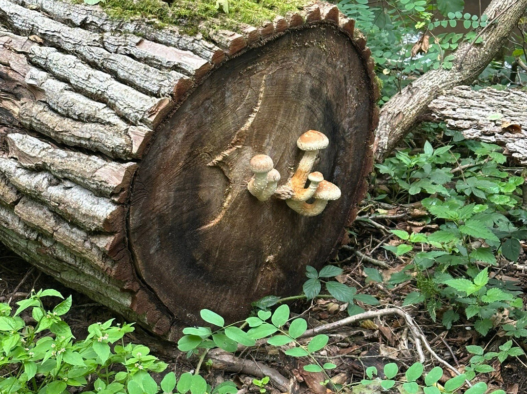 Queichwiesen-Offenbach an der Queich必去景点