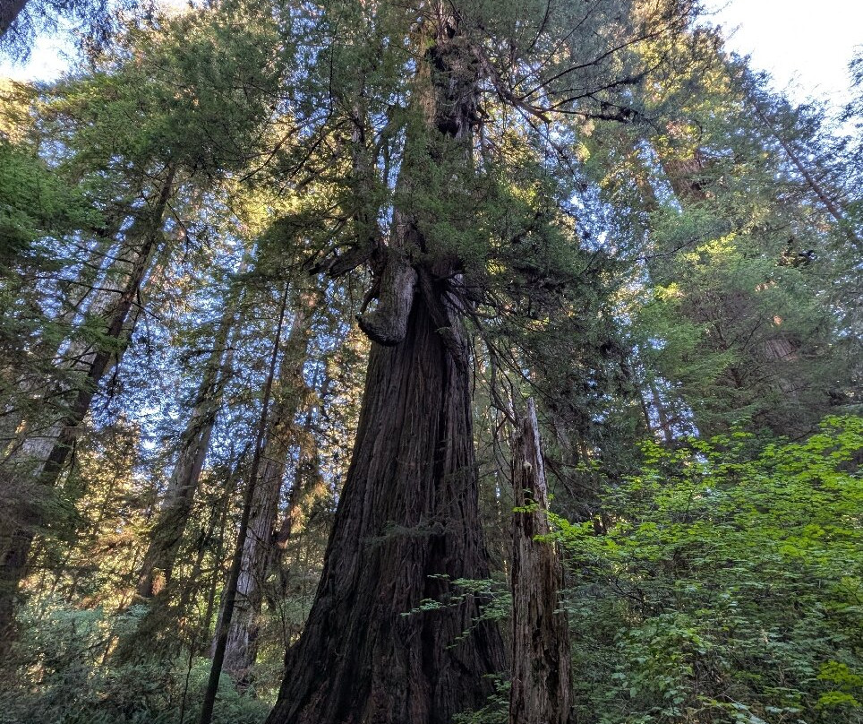 Grove of Titans Trail-克雷森特城必去景点