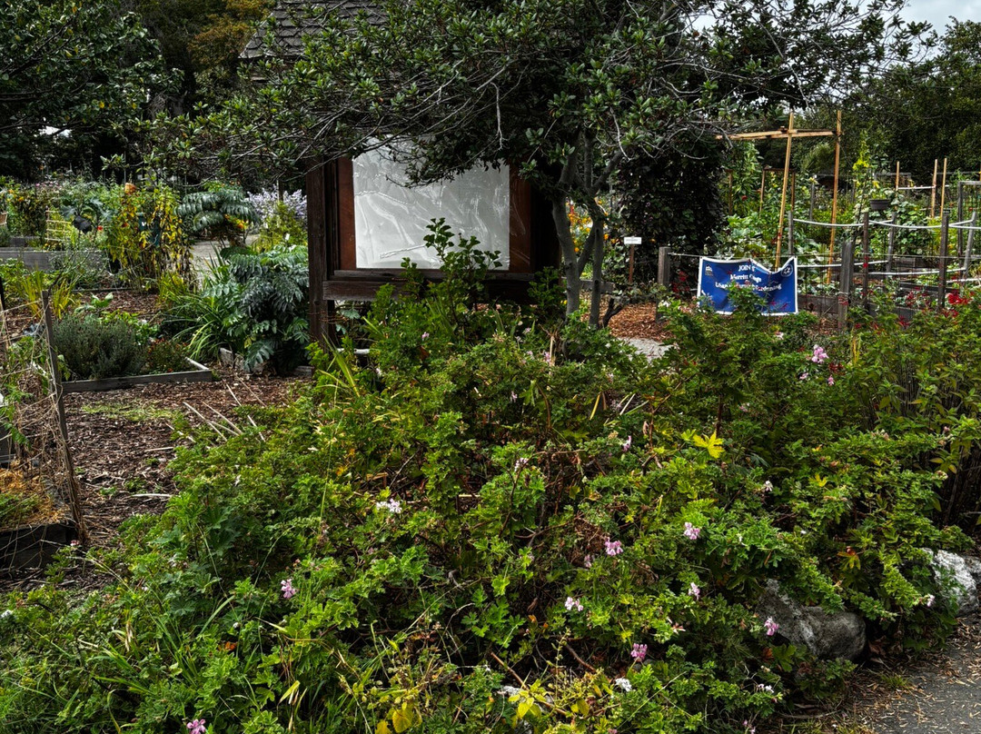 GSBF Bonsai Garden at Lake Merritt-奥克兰必去景点