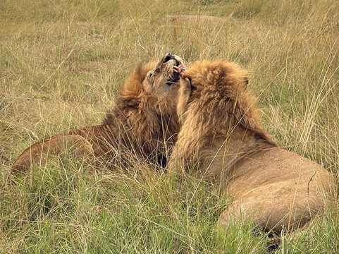 Kenya Incentive Tours & Safaris - Day Tours-内罗毕必去景点