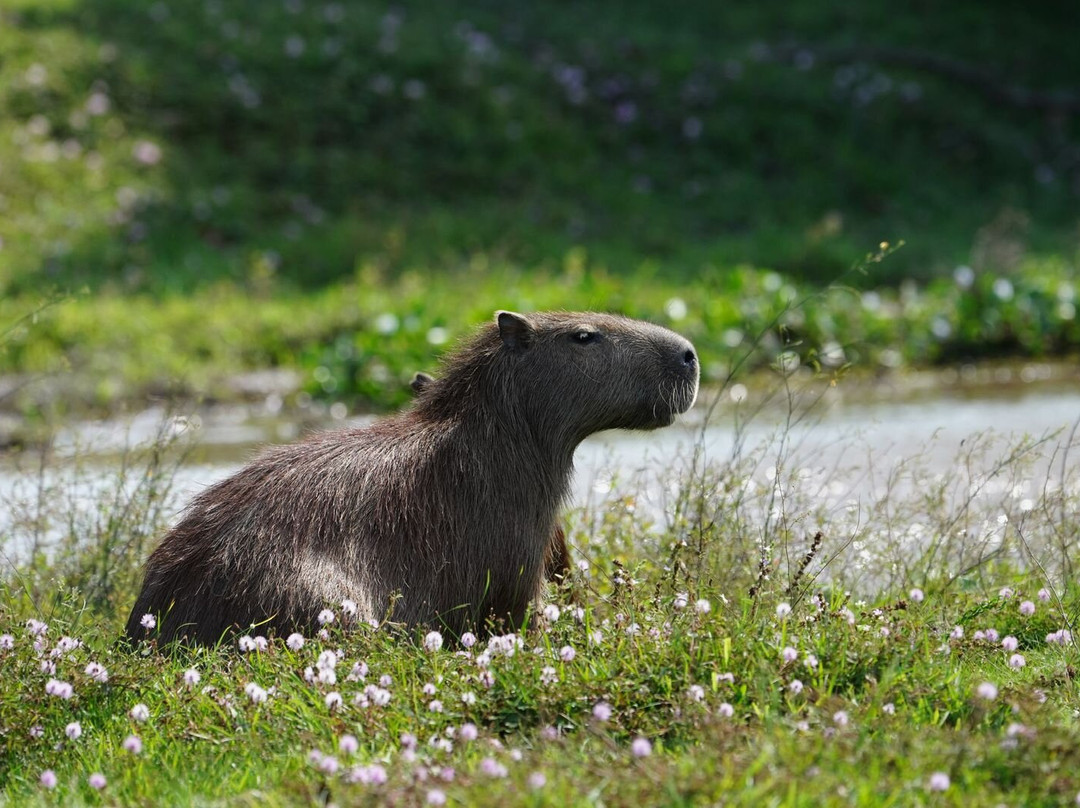 Reserva Natural Hato El Boral-San Luis de Palenque必去景点