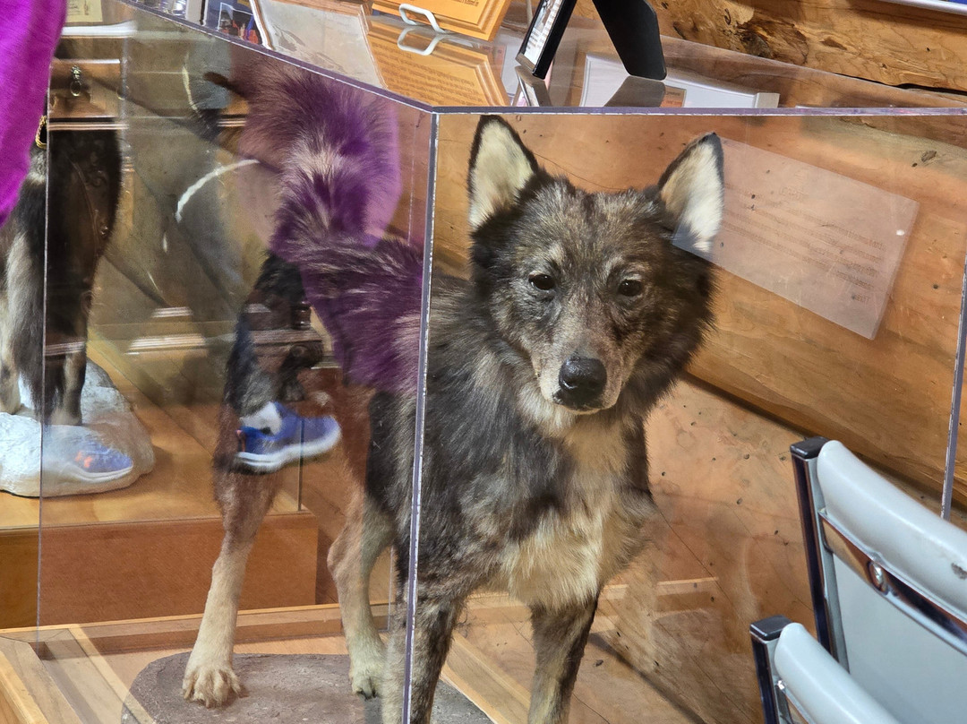 Iditarod Headquarters-瓦西拉必去景点