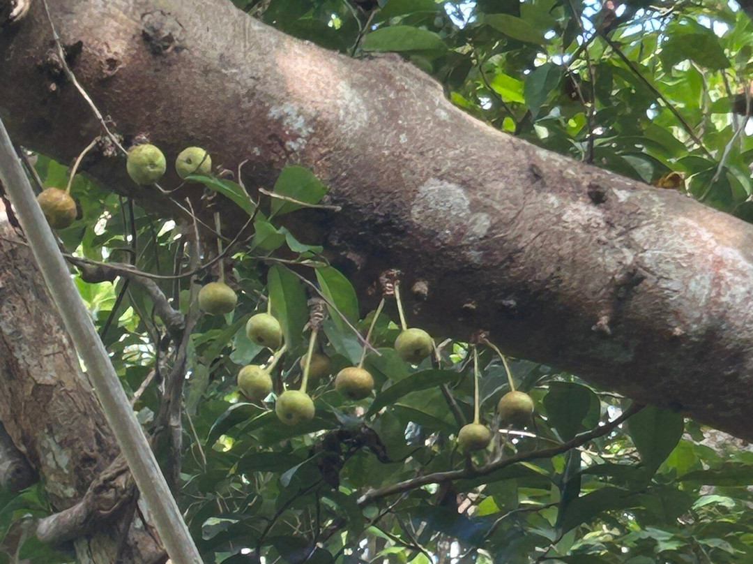 石垣岛班纳公园-石垣市必去景点